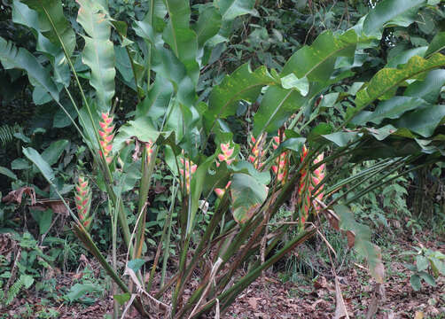 Heliconia wagneriana Petersen的圖片