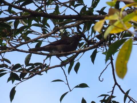 Image of American Mountain Thrush