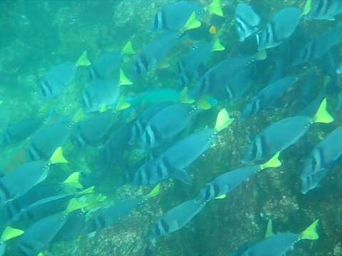 Image of Razor Surgeonfish