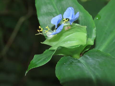 Commelina paludosa Blume的圖片