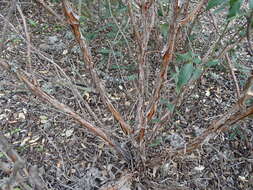 Image of Laurel-leaved Rock-rose