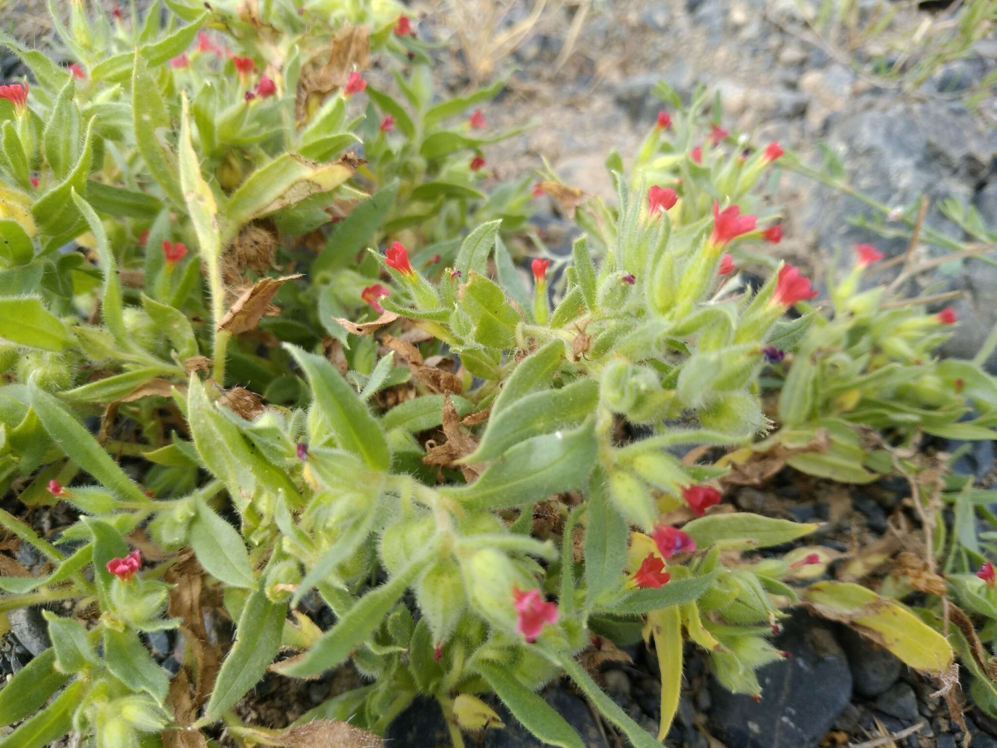 Слика од Nonea caspica (Willd.) G. Don