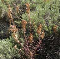 Image of Wyoming Indian paintbrush