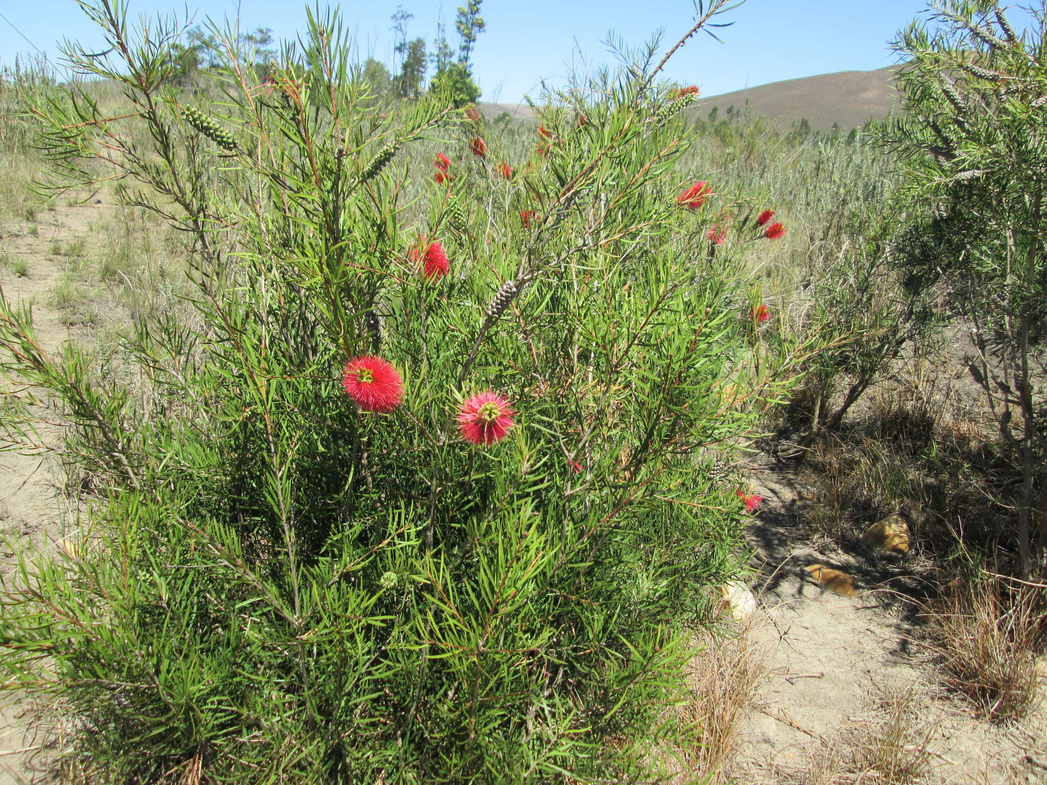 Sivun Callistemon linearis (Schrad. & Wendl.) Colv. ex Sweet kuva