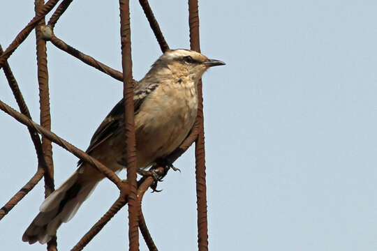 Image of Chalk-browed Mockingbird