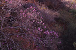 Image of Dichaetanthera cordifolia Baker