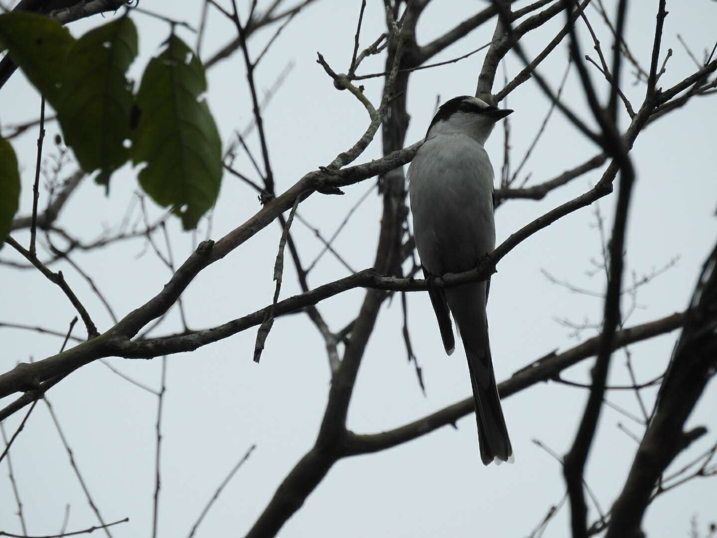 Image of Ashy Minivet