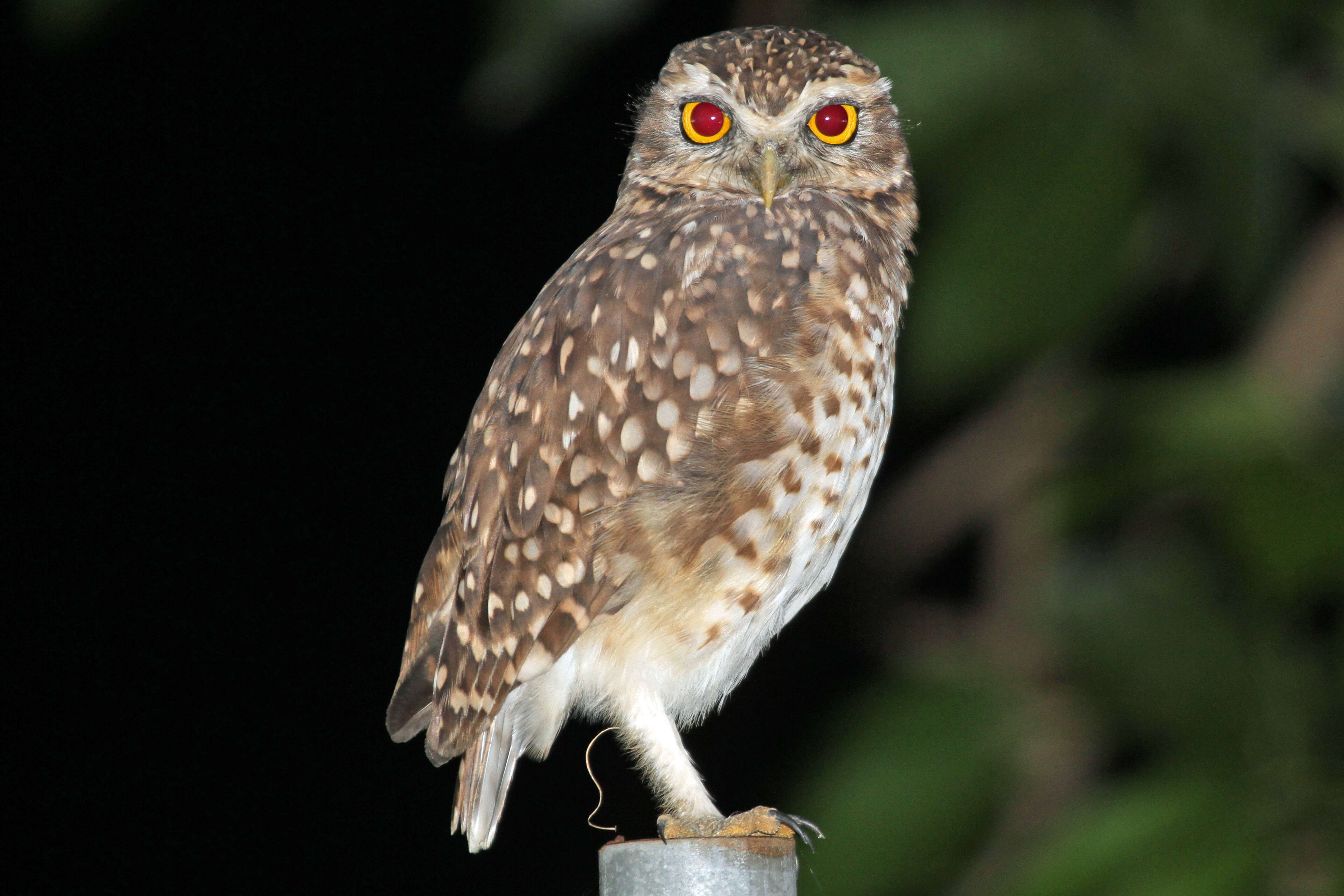 Image of Burrowing Owl