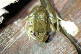 Image of Leptodactylus podicipinus (Cope 1862)