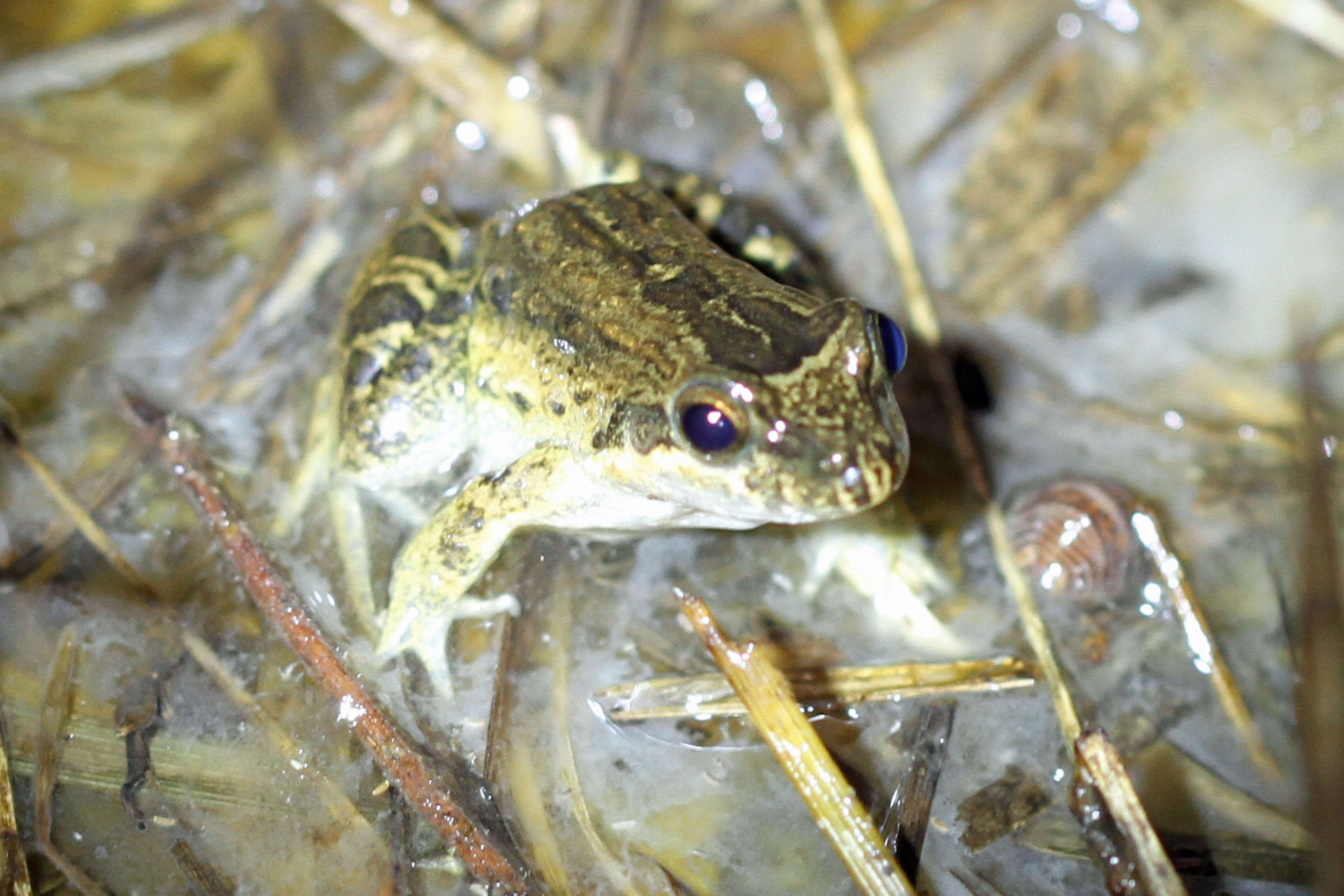 Image of Leptodactylus podicipinus (Cope 1862)