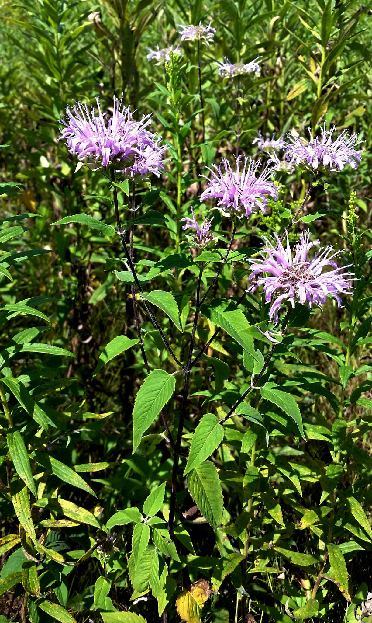 Image of wild bergamot