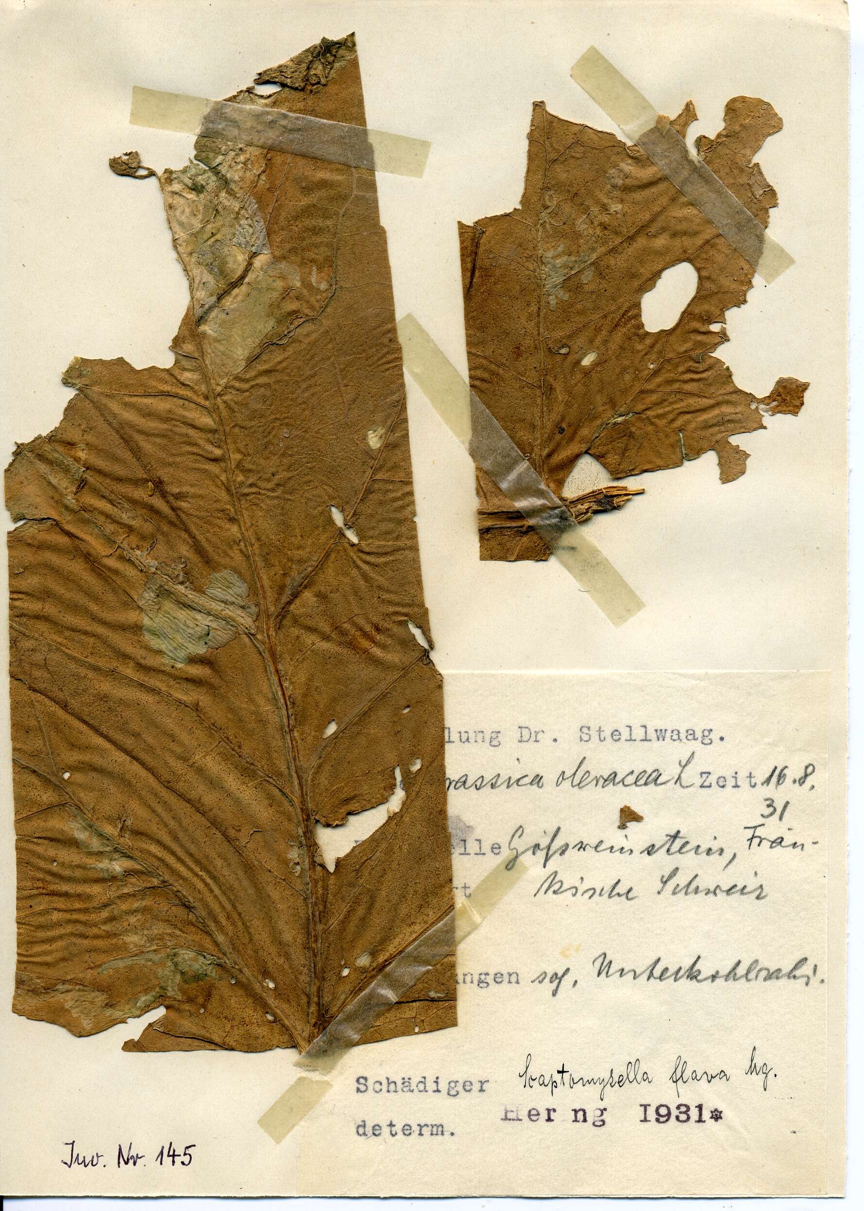 Image of Scaptomyza flava (Fallen 1823)