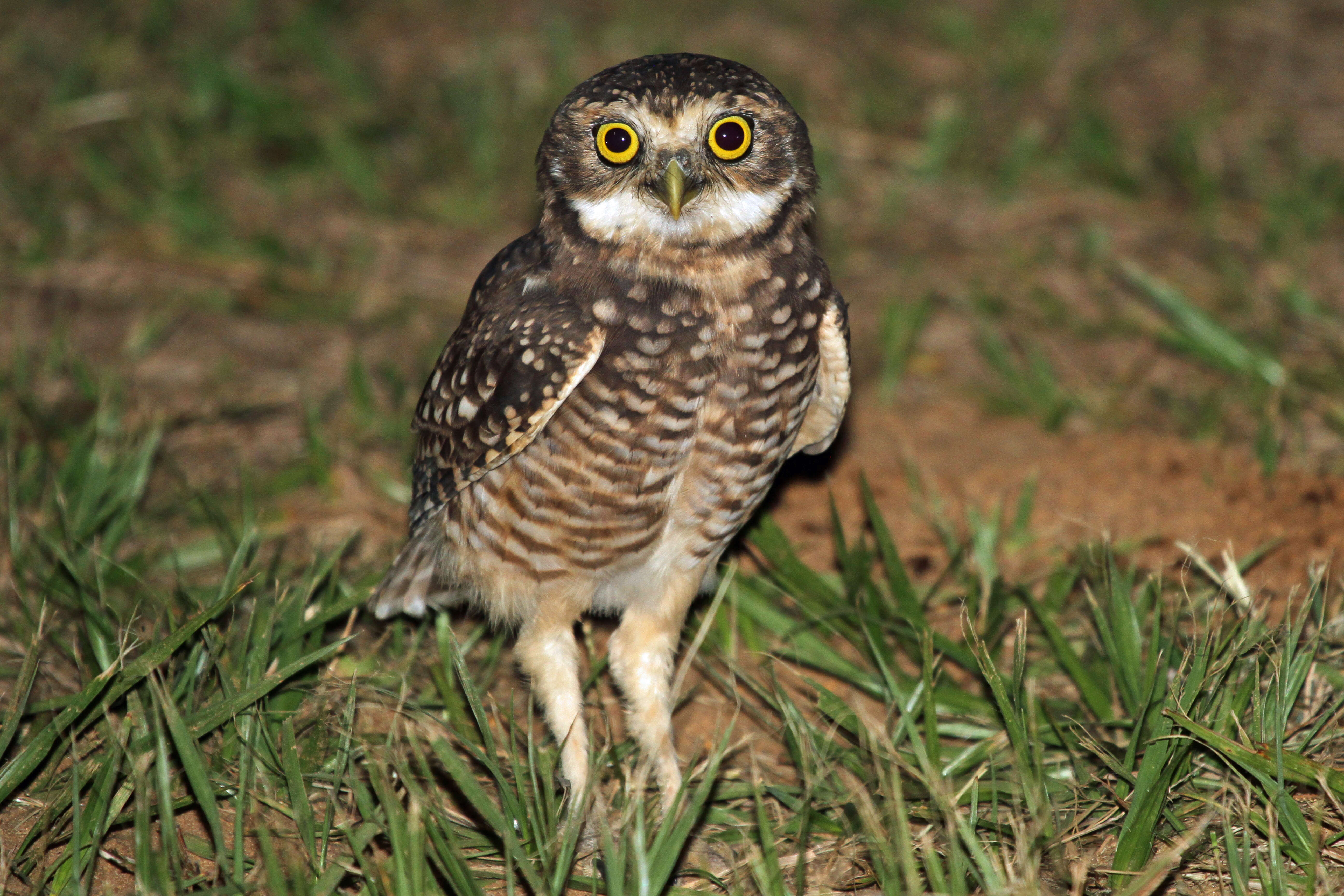 Image of Burrowing Owl