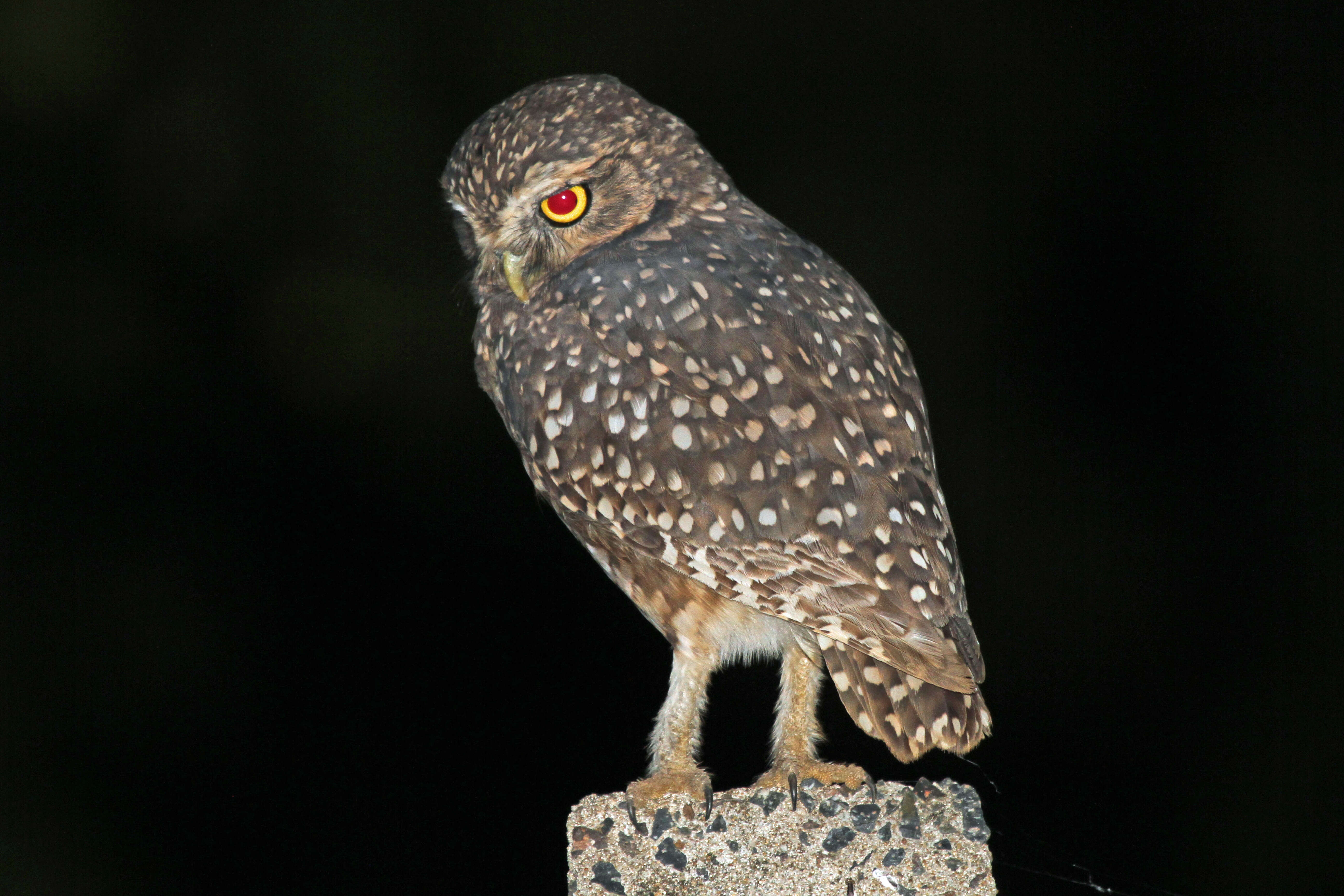 Image of Burrowing Owl