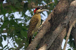 Image of Green-barred Woodpecker