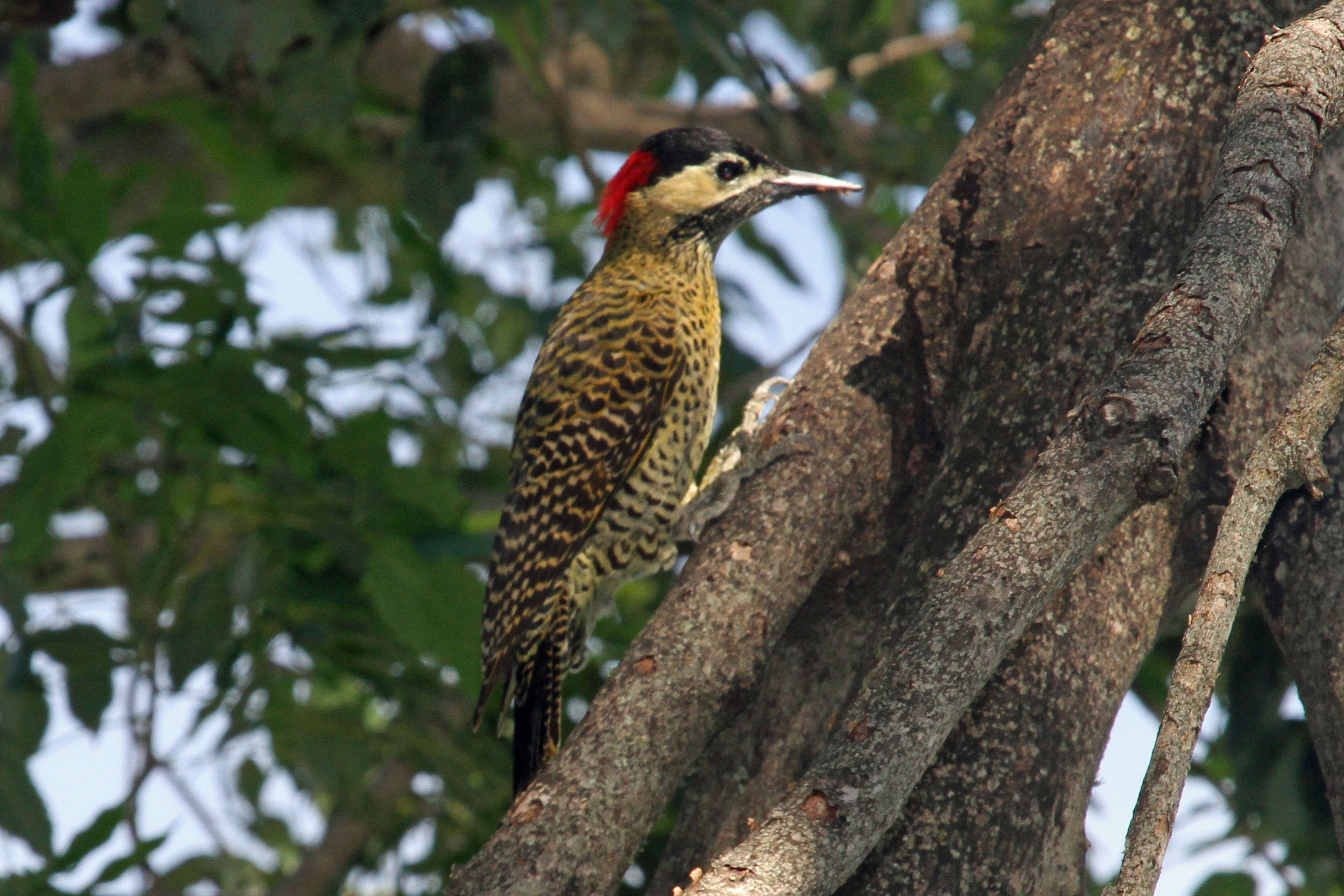 Image of Green-barred Woodpecker