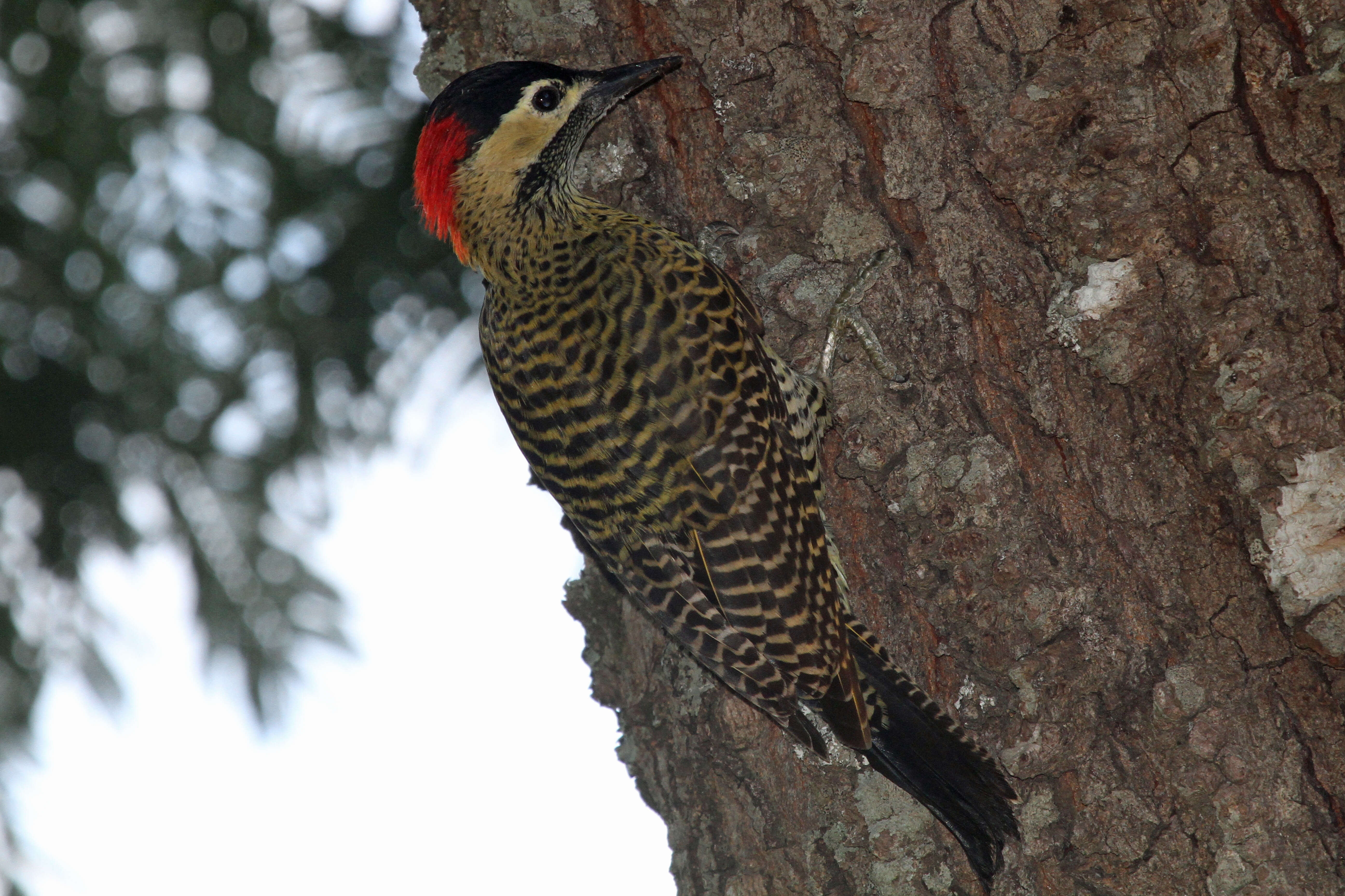 Image of Green-barred Woodpecker