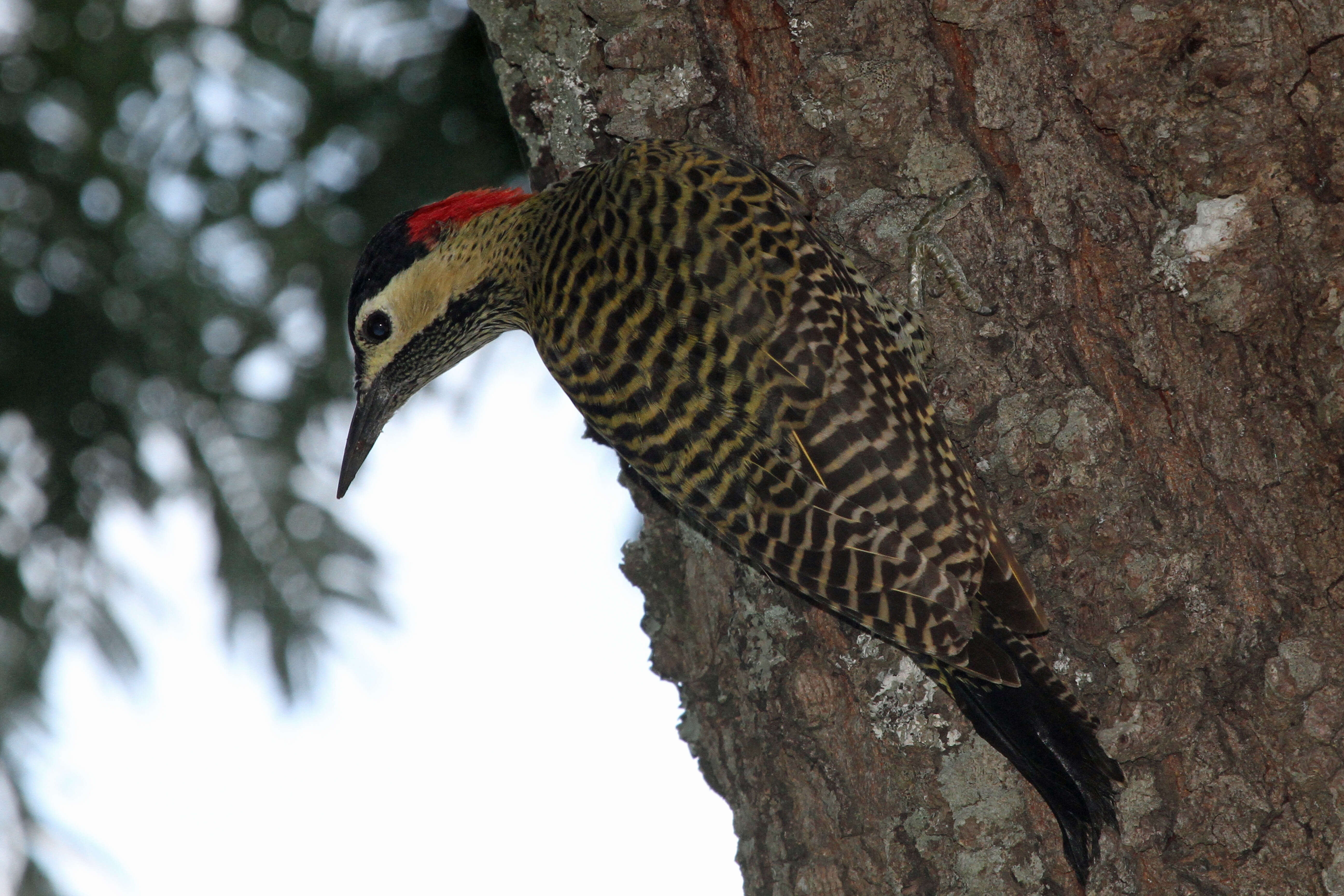 Image of Green-barred Woodpecker