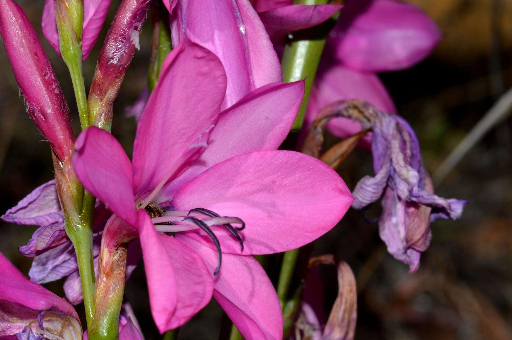 Image of Watsonia borbonica subsp. borbonica