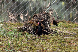 Image of Wattled Jacana