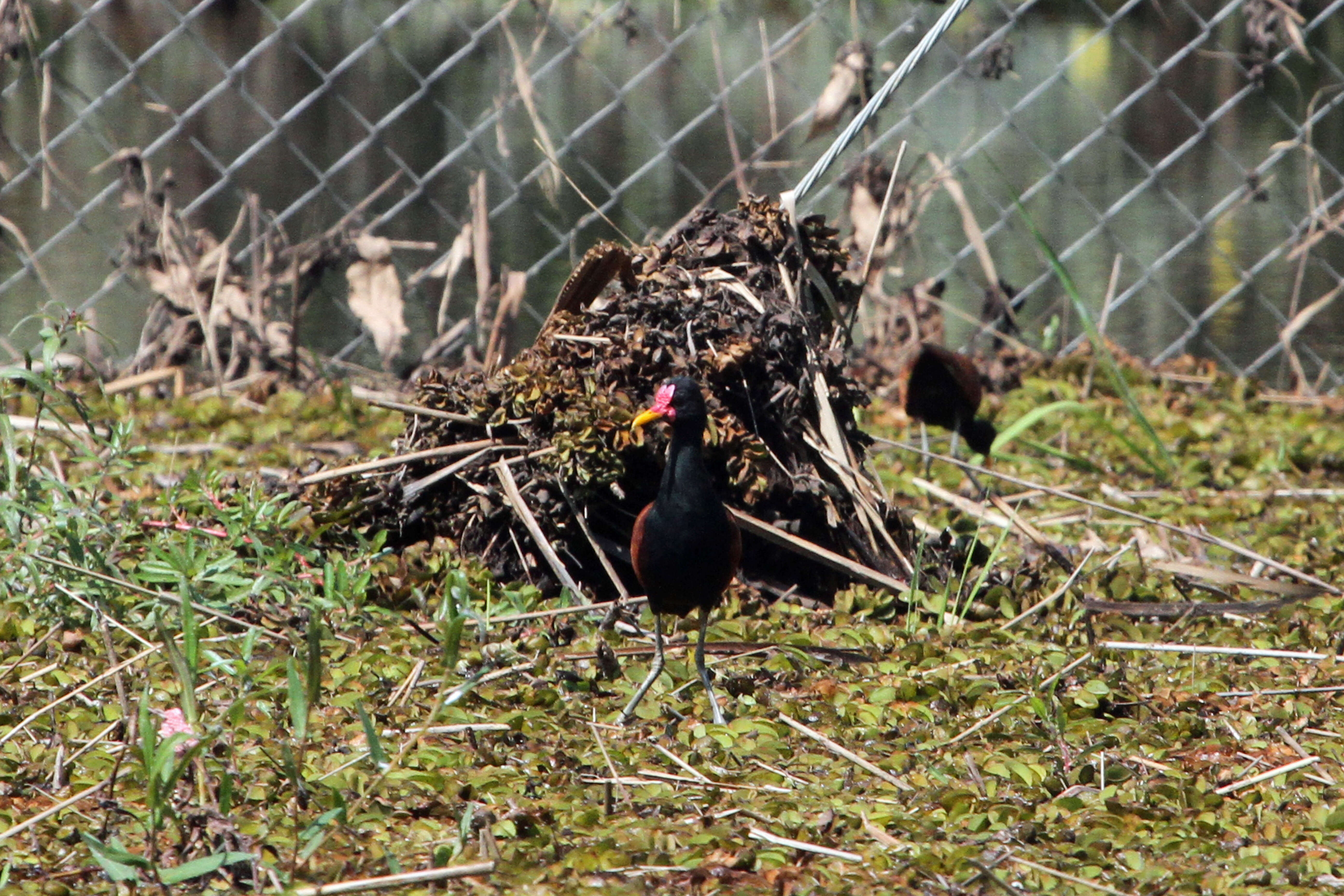 Image of Wattled Jacana