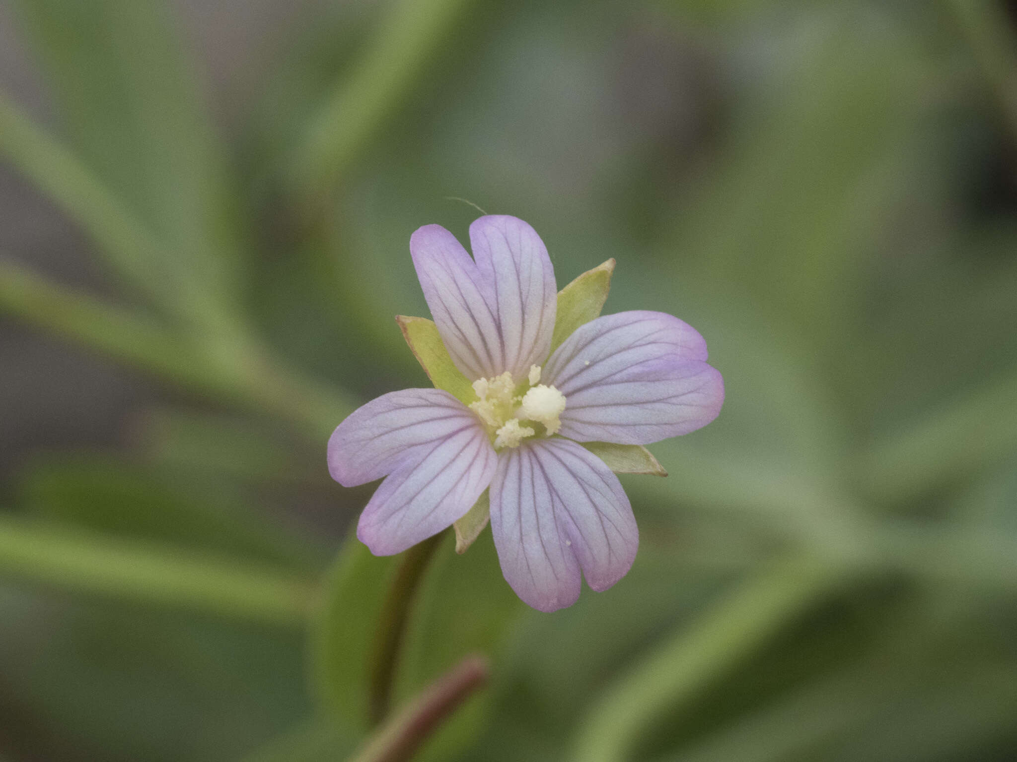 Image of glaucus willowherb