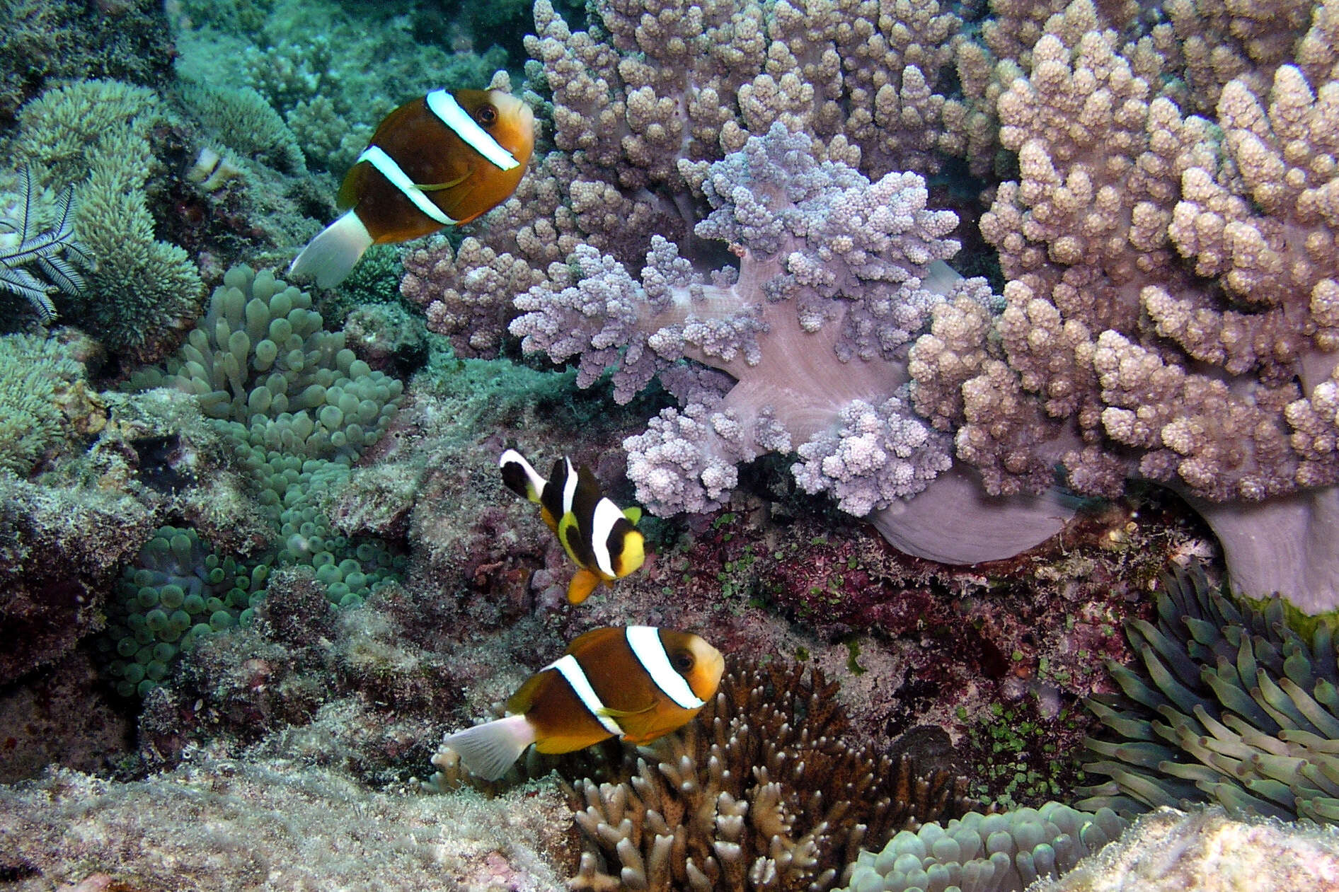 Image of Barrier Reef Anemonefish