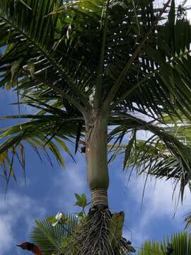 Image of Sierran palm