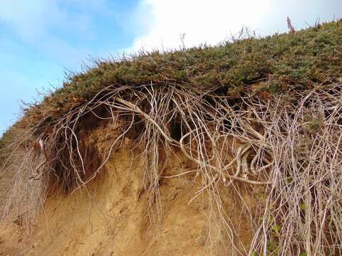 Image of creeping juniper