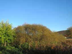 Image of Grey Willow