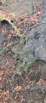 Image of Berberis actinacantha Mart. ex Schult. fil.