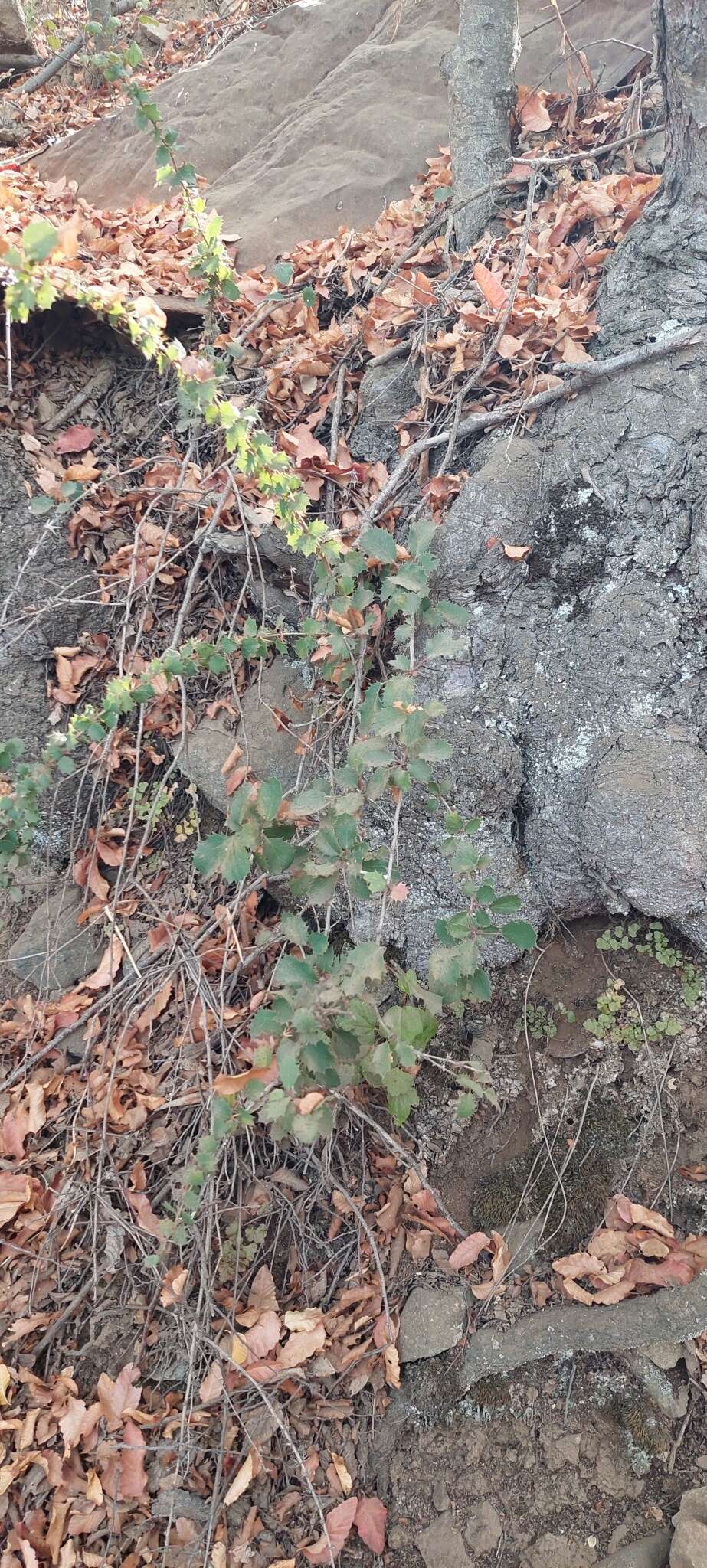 Image of Berberis actinacantha Mart. ex Schult. fil.