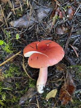 Image of Russula americana Singer 1940