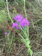 Image of coastal plain chaffhead