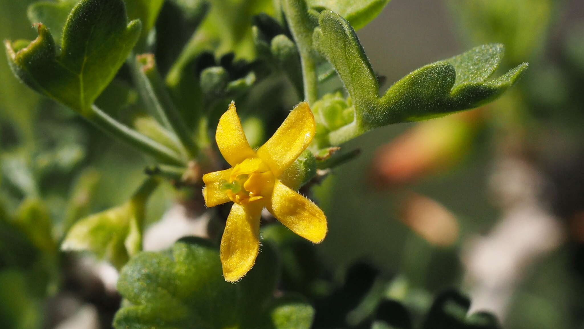 Image of rock gooseberry