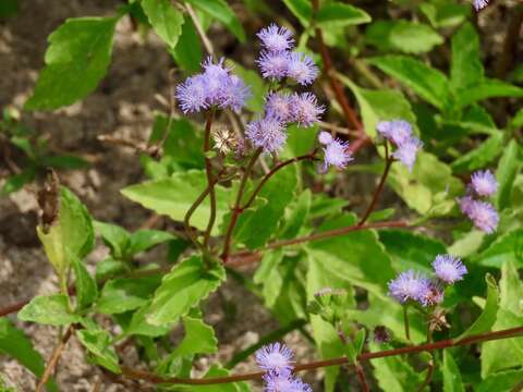 Image of Cape Sable whiteweed