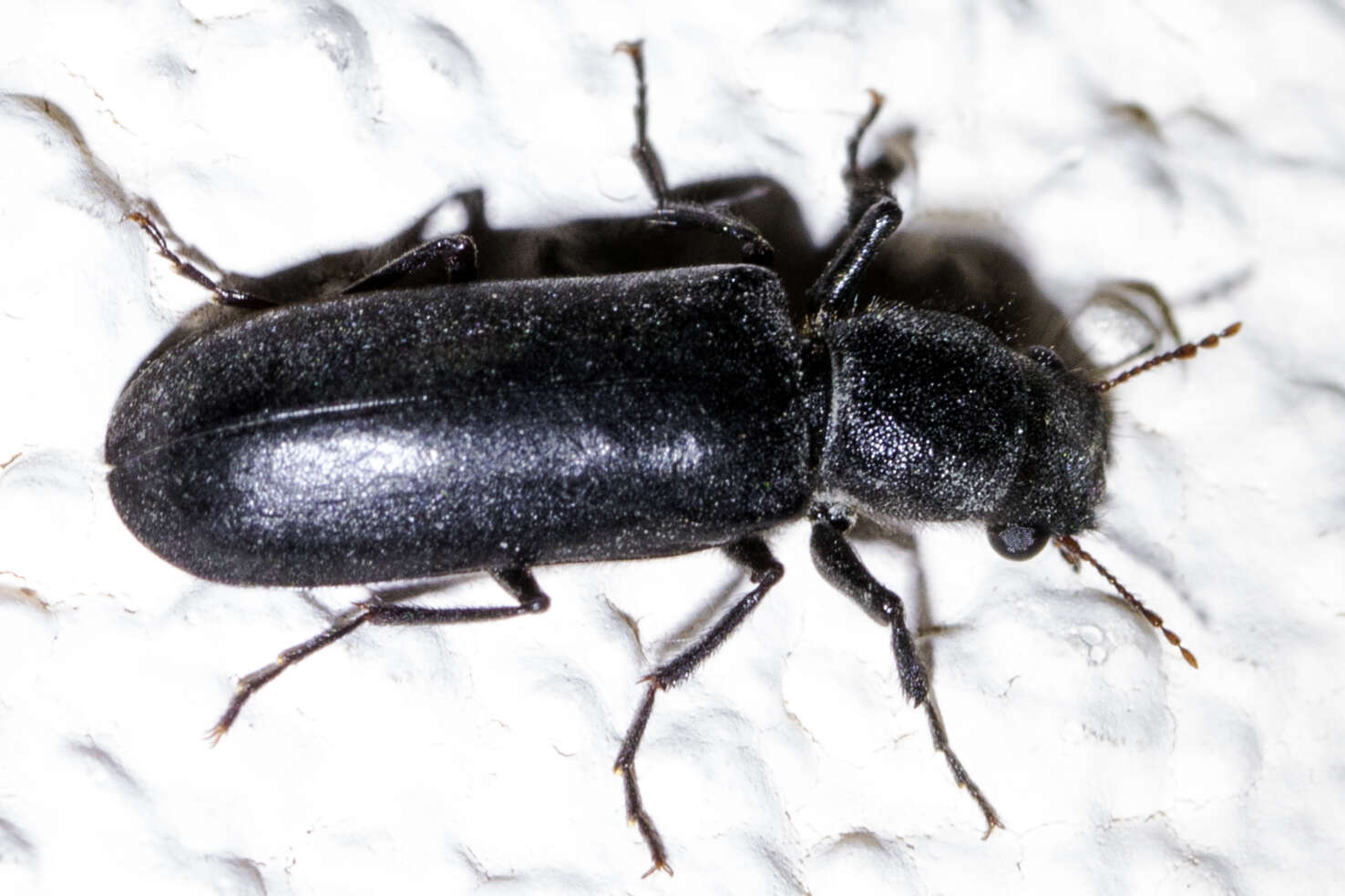 Image of Black Polycaon