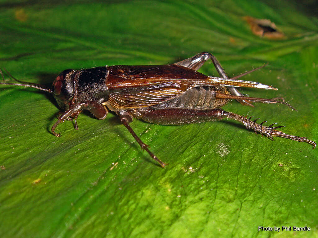 Image de Teleogryllus (Teleogryllus) commodus (Walker & F. 1869)