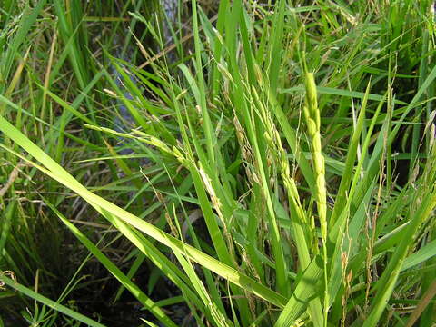 Image of rice