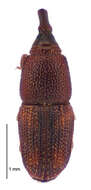 Image of rice weevil