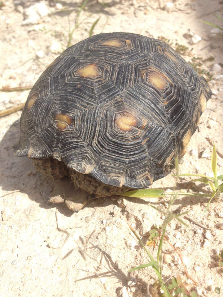 Image of Berlandier's Tortoise