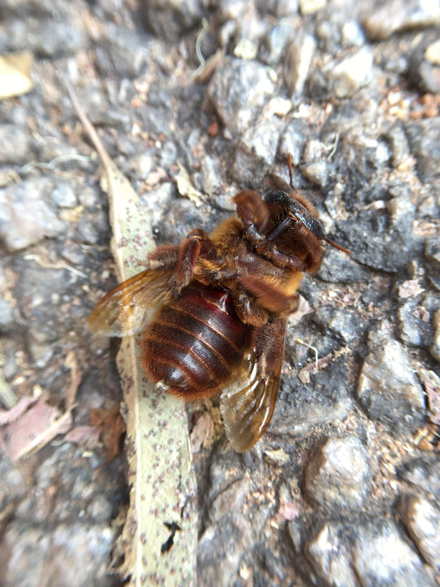 Image of Xylocopa tranquebarica (Fabricius 1804)