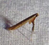 Sivun Caloptilia sassafrasella (Chambers 1876) kuva