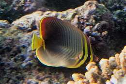 Image of Eastern Triangle Butterflyfish