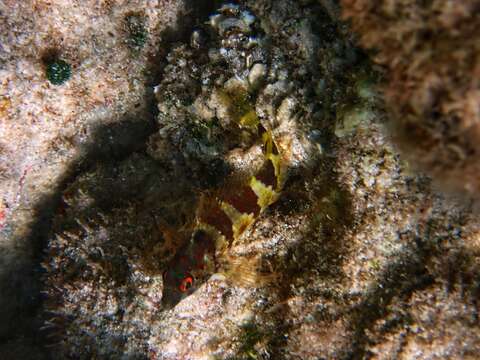 Image of Saddled Blenny