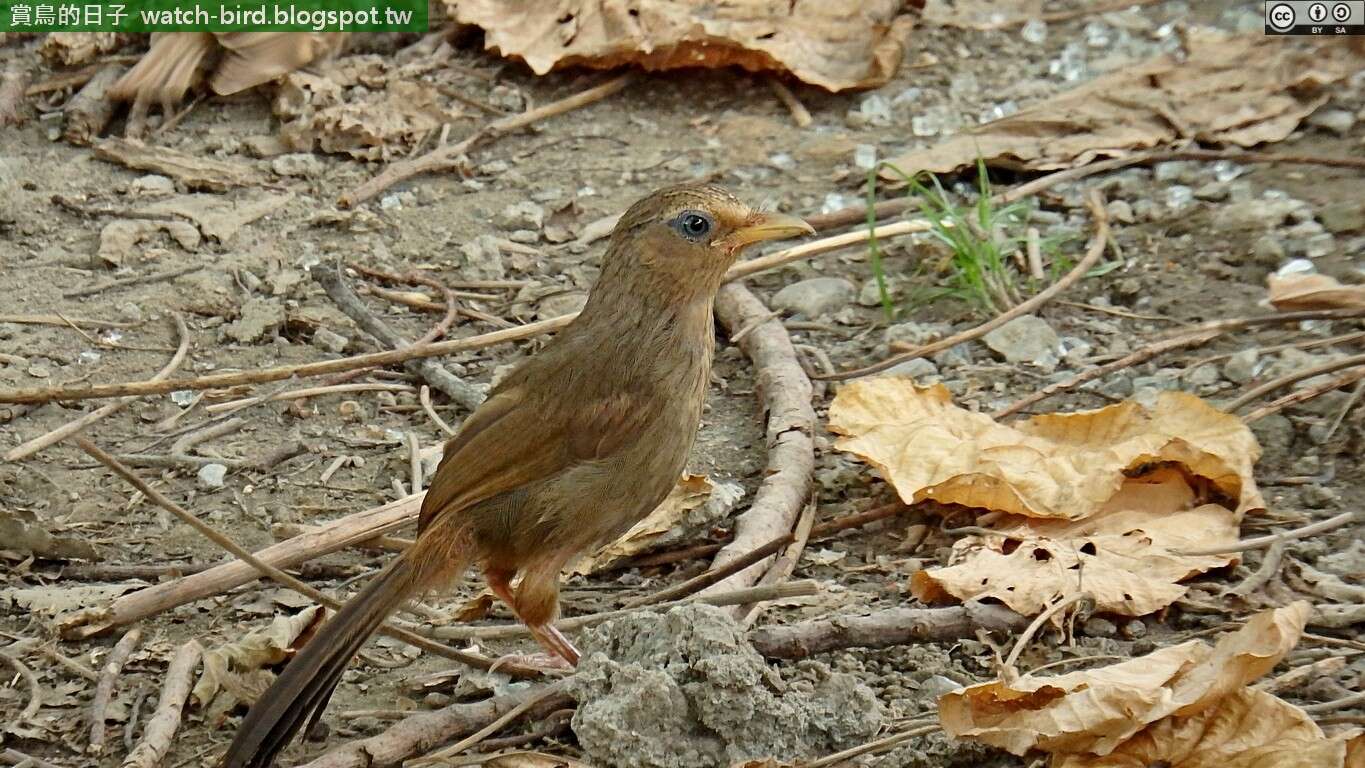 Image of Taiwan Hwamei