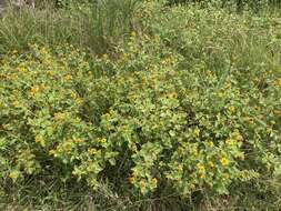 Imagem de Heliopsis annua Hemsl.