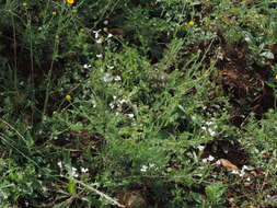 Image of Raphanus raphanistrum subsp. raphanistrum