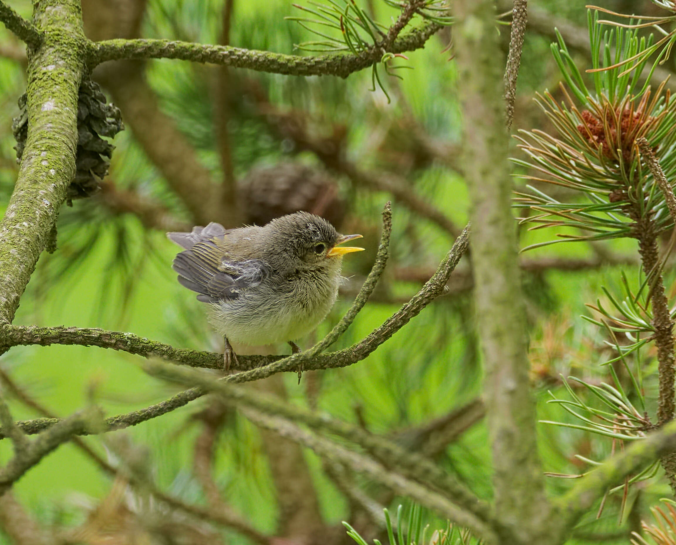 Image of Common Chiffchaff