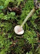 Imagem de Agaricus diminutivus Peck 1902